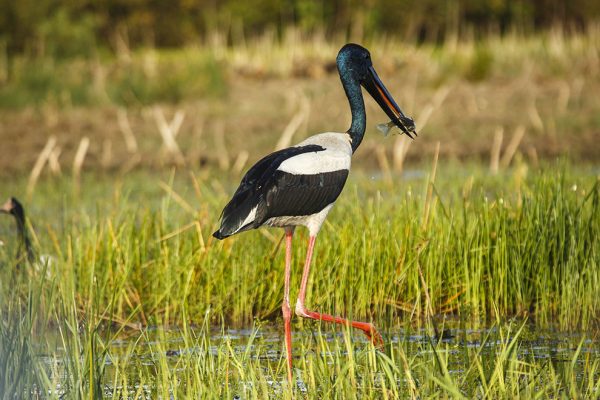 Bamurru-Plains-Gallery.jpg_0001_Jabiru-Andre-Erlich Bamurru-Plains-Gallery.jpg_0001_Jabiru-Andre-Erlich
