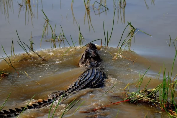 Bamurru-Plains-dropbox-32-croc Bamurru-Plains-dropbox-32-croc