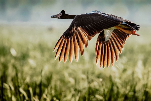 Bamurru-magpie-geese-1-2841-copy bamurru plains wilflide birdlife bird geese top end australia
