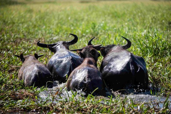 BPDay3-161 BPDay3-161