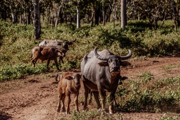 SUPPLIER: Helen Orr SUPPLIER: Helen Orr