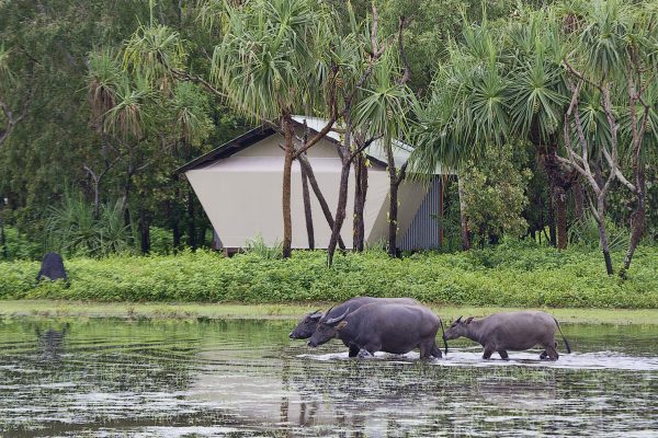 Safari Bungalow and buffalo Safari Bungalow and buffalo